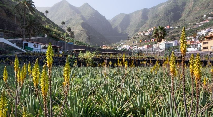 L'aloe vera dans les îles Canaries